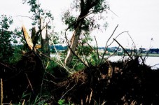 Část stromů na břehu rybníka u obce Štědrá byla vyvrácena vlivem podmáčení terénu