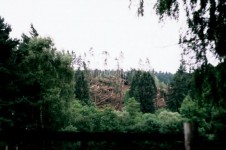 Lesní porost po průchodu tornáda - pohled od domu pana Hoťka