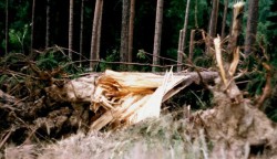 Velká část stromů v údolí Boreckého potoka dopadla jako ten na fotce - dřevo zničené, vhodné tak na palivo